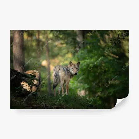 Fotomural lobo en el bosque al amanecer – Pixers®