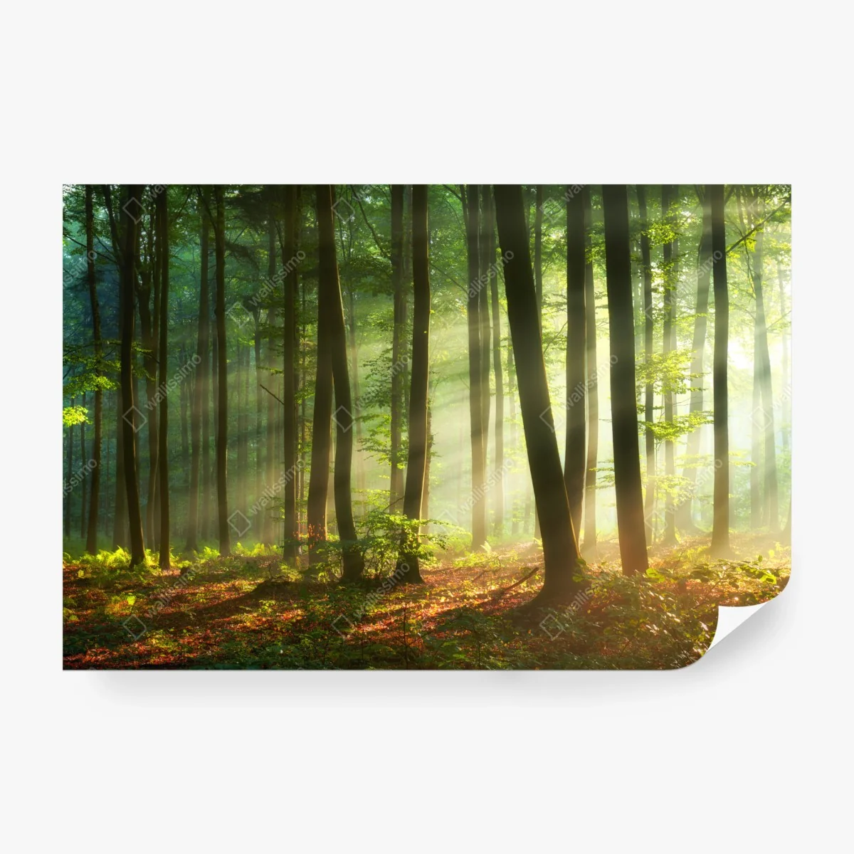Fotomural bosque al amanecer con luz dorada – Pixers® Fotomural bosque al amanecer con luz dorada – Pixers®
