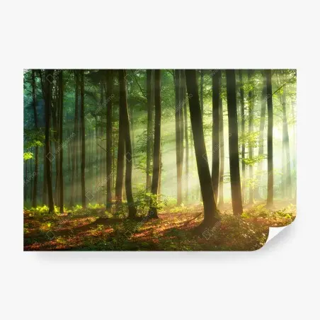 Fotomural bosque al amanecer con luz dorada – Pixers®