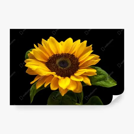 Fotomural girasol luminoso sobre fondo negro – Pixers®