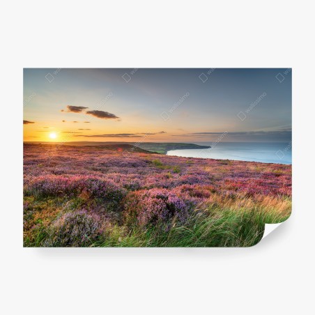 Fotomural atardecer sobre brezos en North York Moors – Pixers®