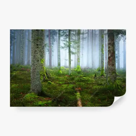 Fotomural bosque brumoso de Alsacia – Pixers®