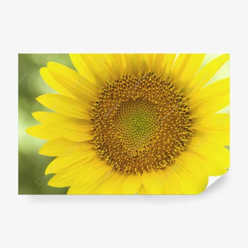 Fotomural girasol luminoso en primer plano