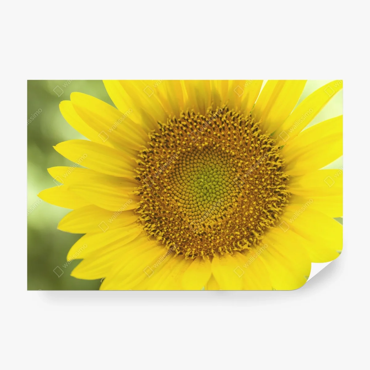 Fotomural girasol luminoso en primer plano – Pixers® Fotomural girasol luminoso en primer plano – Pixers®