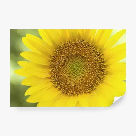 Fotomural girasol luminoso en primer plano – Pixers®