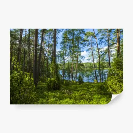 Fotomural bosque de pinos junto al lago – Pixers®