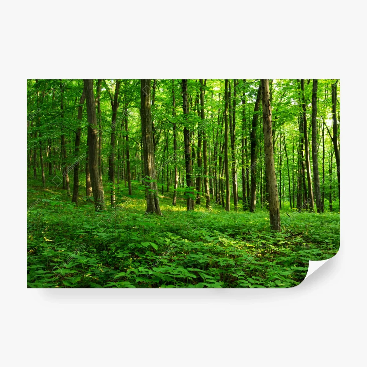 Fotomural bosque verde bañado por el sol – Pixers® Fotomural bosque verde bañado por el sol – Pixers®