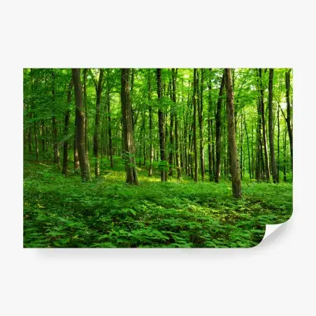 Fotomural bosque verde bañado por el sol – Pixers®