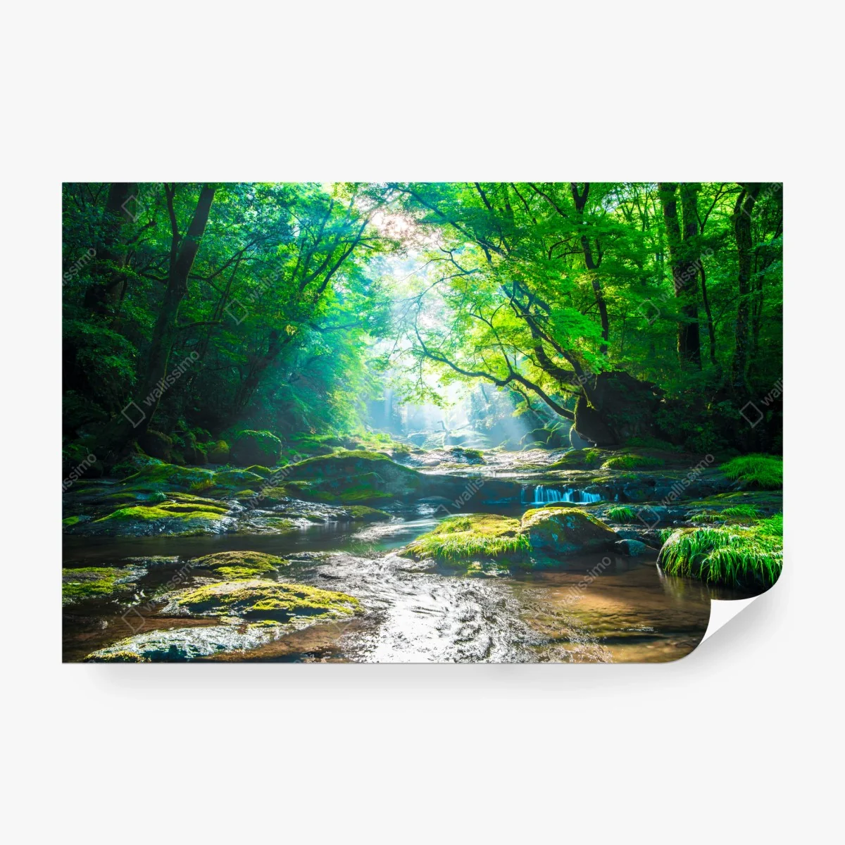 Fotomural bosque luminoso junto al río – Pixers® Fotomural bosque luminoso junto al río – Pixers®