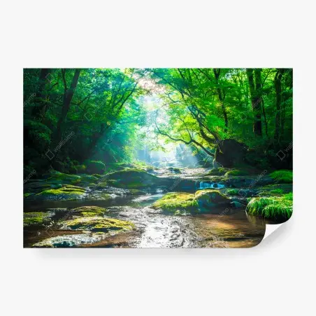 Fotomural bosque luminoso junto al río – Pixers®