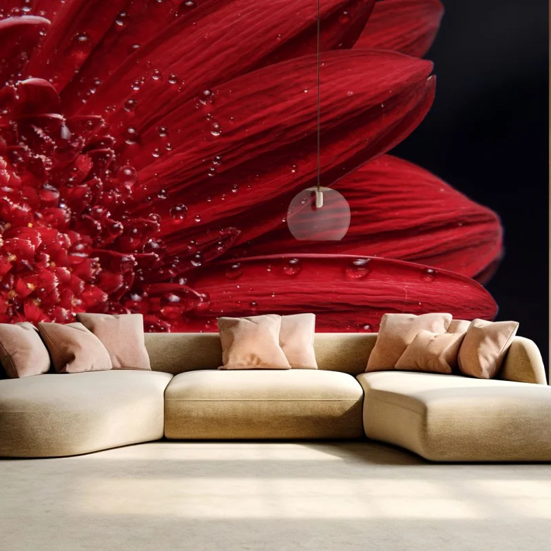 Fotomural gerbera roja en primer plano con gotas