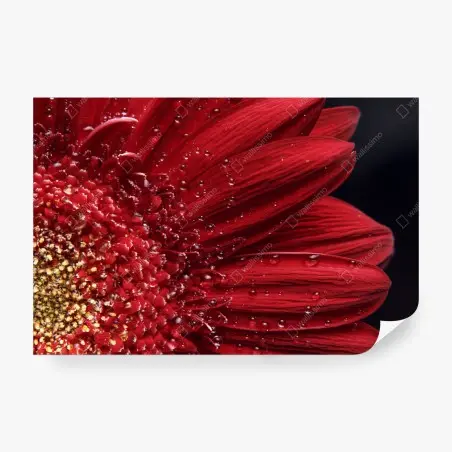 Fotomural gerbera roja en primer plano con gotas – Pixers®