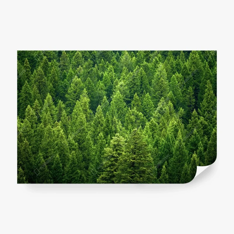 Fotomural bosque de pinos en verde esmeralda – Pixers® Fotomural bosque de pinos en verde esmeralda – Pixers®