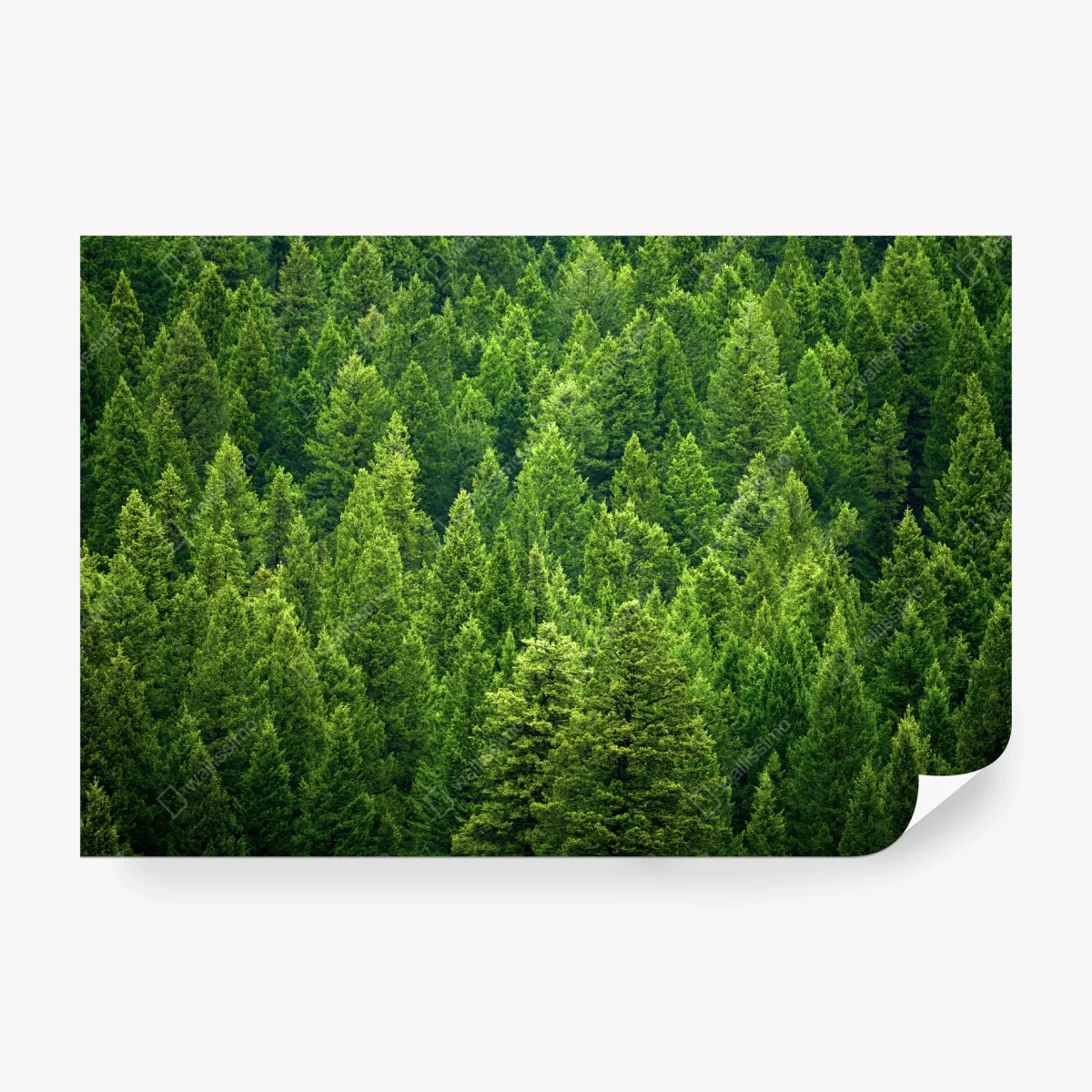Fotomural bosque de pinos en verde esmeralda – Pixers® Fotomural bosque de pinos en verde esmeralda – Pixers®