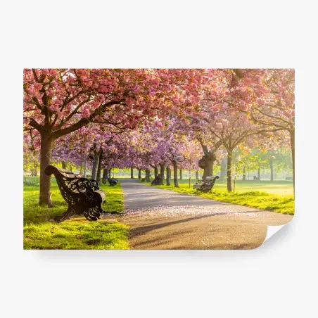 Fotomural senda de cerezos en flor al amanecer – Pixers®