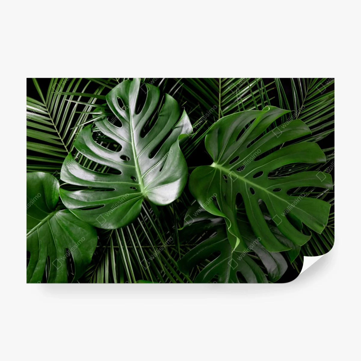 Fotomural composición de hojas tropicales verdes – Pixers®