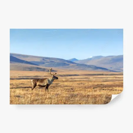 Fotomural reno solitario en la tundra de Chukotka, Siberia – Pixers®