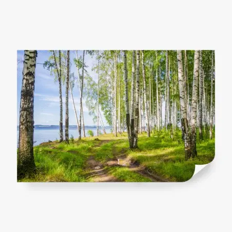 Fotomural bosque de abedules junto al río – Pixers®
