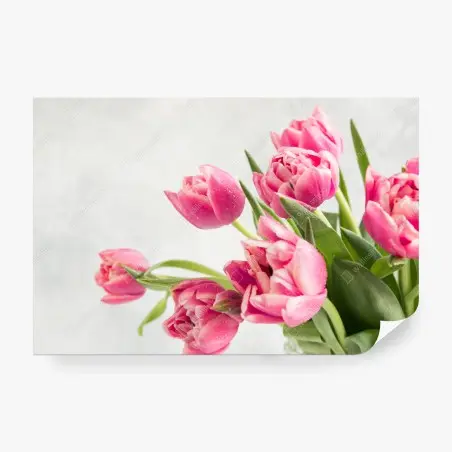 Fotomural tulipanes rosas con gotas de rocío – Pixers®