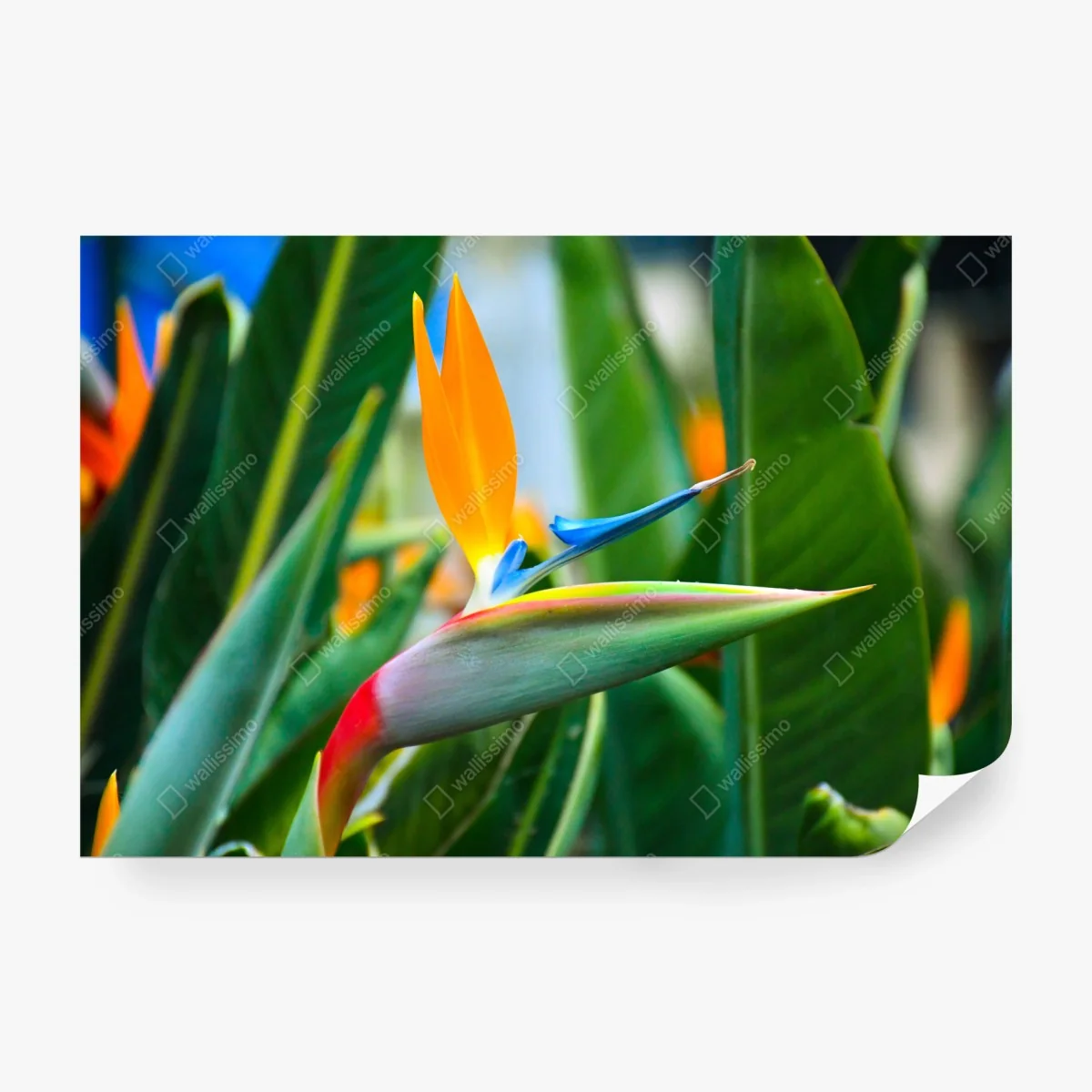 Fotomural ave del paraíso tropical vibrante – Pixers® Fotomural ave del paraíso tropical vibrante – Pixers®