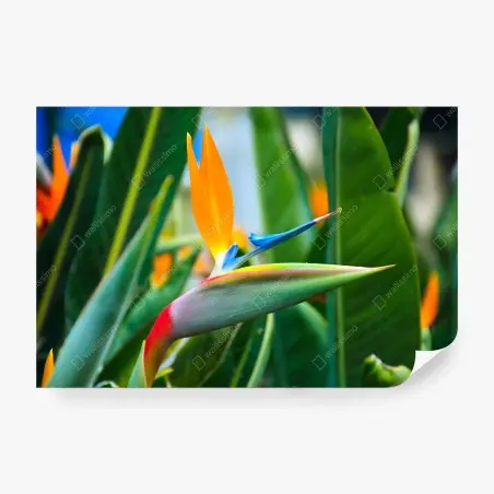 Fotomural ave del paraíso tropical vibrante – Pixers®
