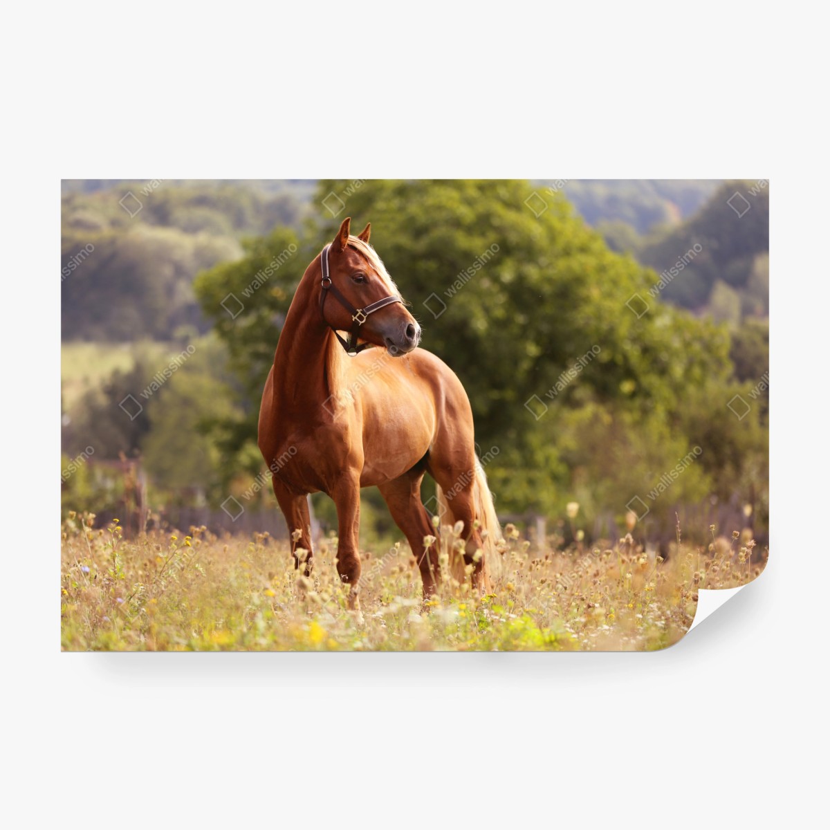 Fotomural caballo castaño en pradera tranquila – Pixers®