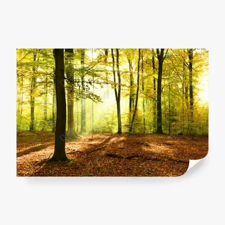 Fotomural amanecer otoñal en el bosque dorado – Pixers®