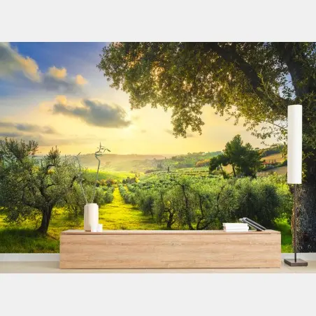 Fotomural atardecer en los olivares de Casale Marittimo, Toscana – Pixers®
