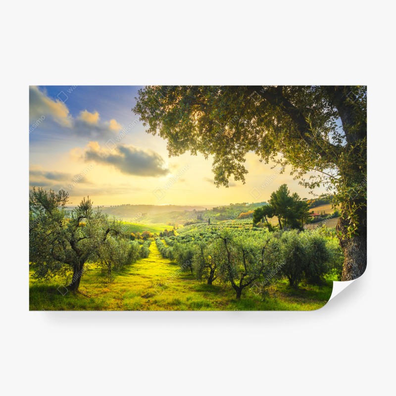 Fotomural atardecer en los olivares de Casale Marittimo, Toscana