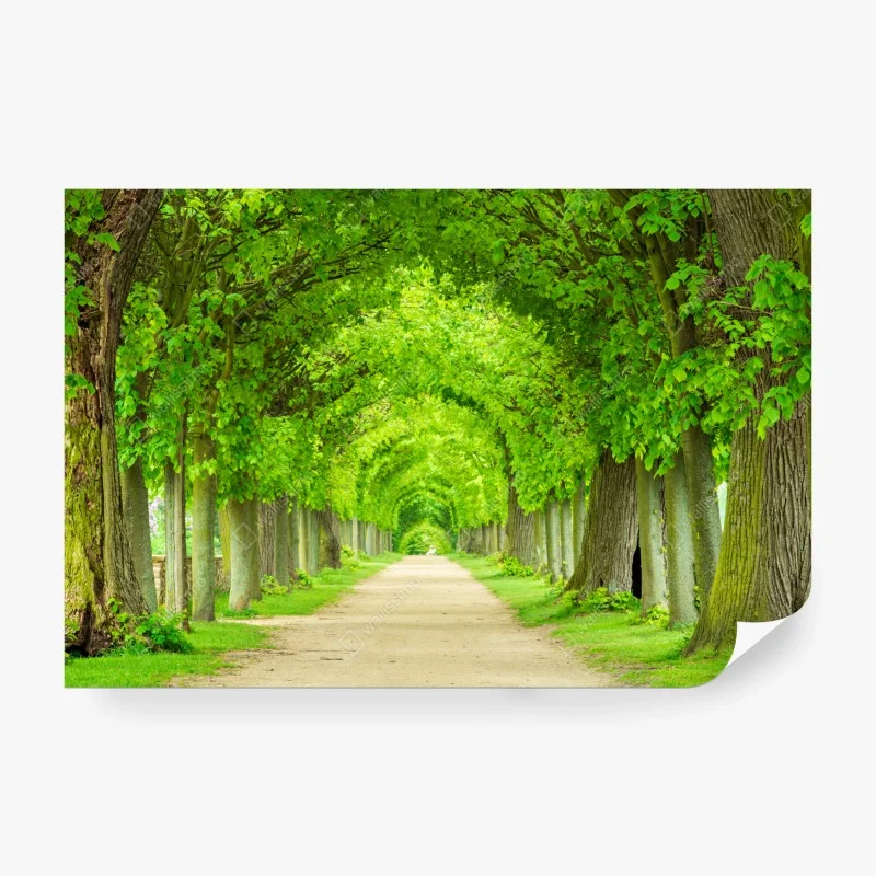 Fotomural túnel verde de árboles en perspectiva