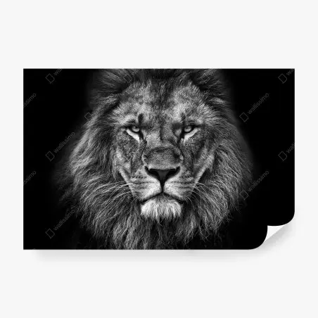 Fotomural retrato majestuoso de león en blanco y negro – Pixers®