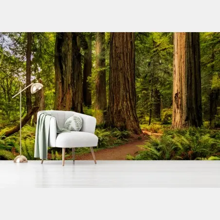 Fotomural bosque de secuoyas en California – Pixers®