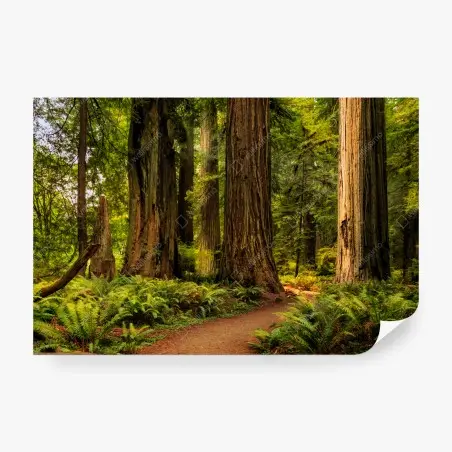Fotomural bosque de secuoyas en California – Pixers®