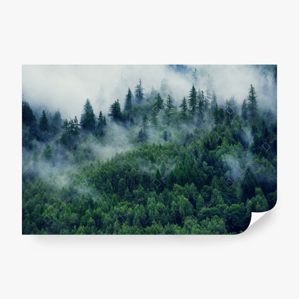 Fotomural bosque en la niebla, calma montañosa – Pixers®