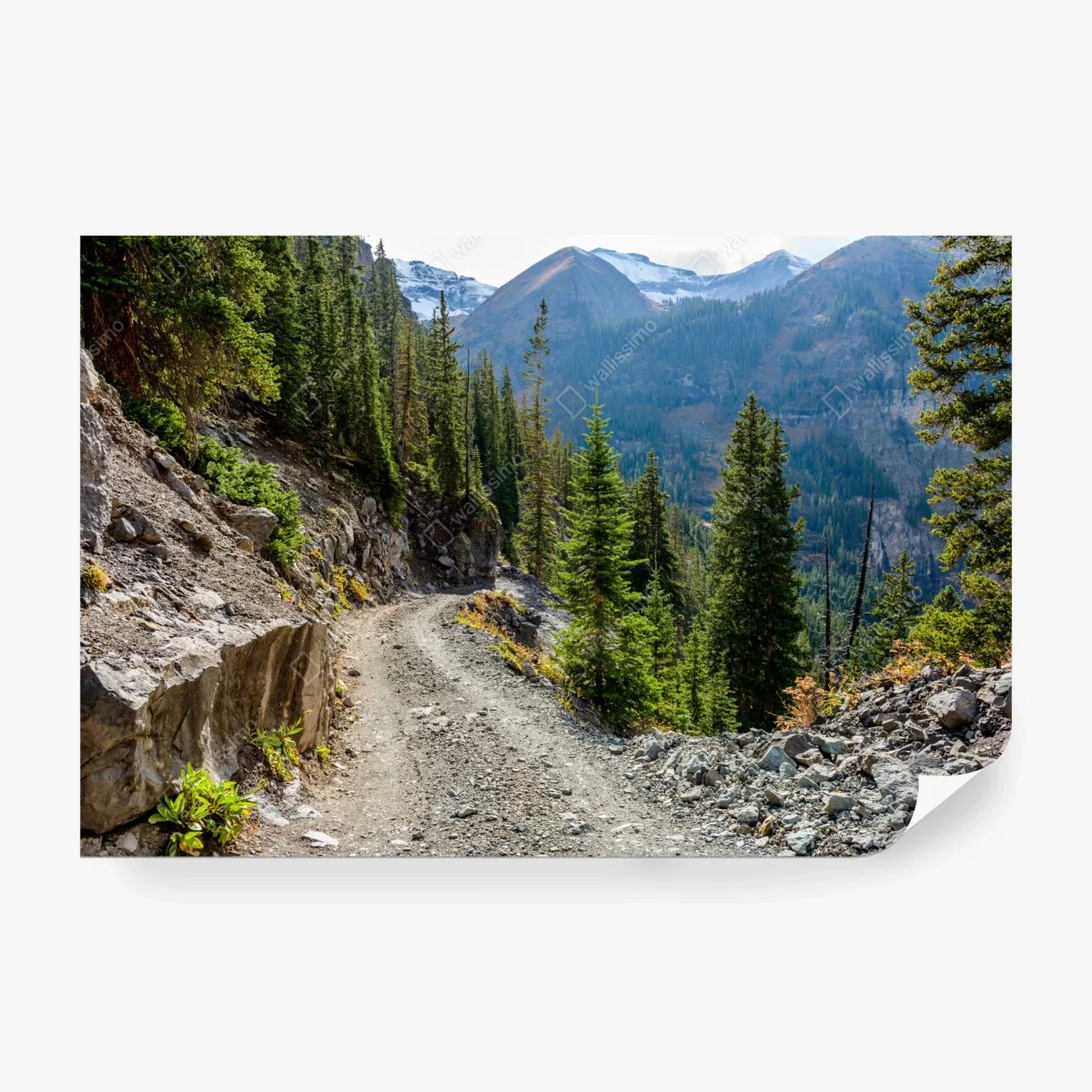 Fotomural sendero alpino entre pinos y cumbres nevadas – Pixers®