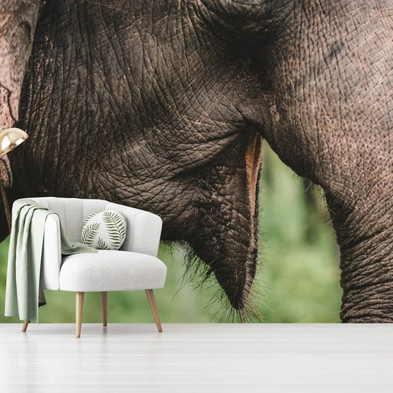 Fotomural primer plano de trompa y oreja de elefante asiático