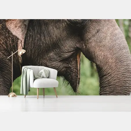 Fotomural primer plano de trompa y oreja de elefante asiático – Pixers®