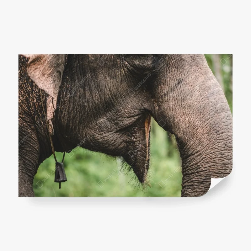 Fotomural primer plano de trompa y oreja de elefante asiático