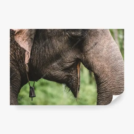 Fotomural primer plano de trompa y oreja de elefante asiático – Pixers®