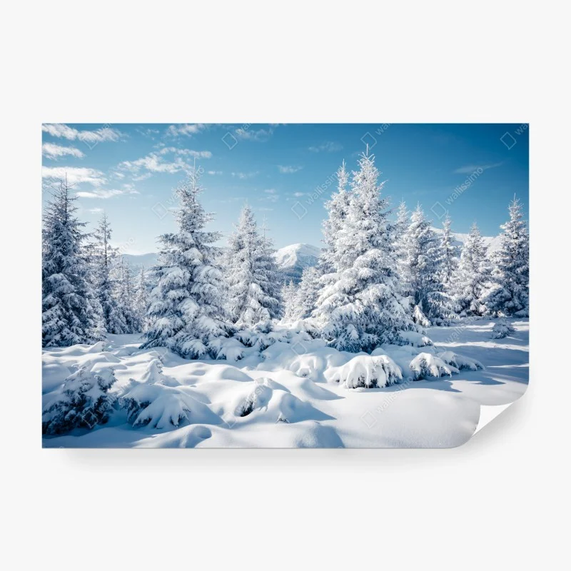 Fotomural bosque de abetos nevados en los Cárpatos, Ucrania