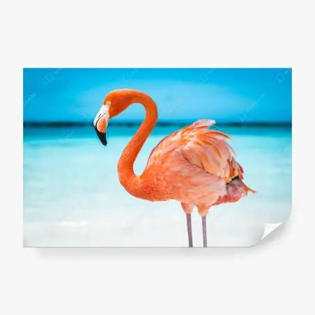 Fotomural flamenco rosa junto al mar – Pixers®