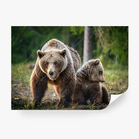 Fotomural osa parda y cachorro en el bosque – Pixers®