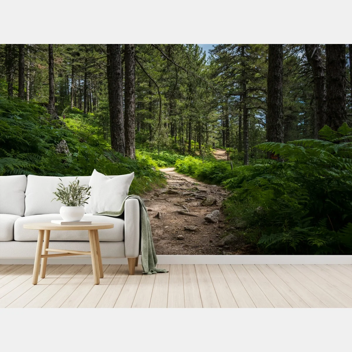 Fotomural sendero boscoso bañado de luz entre helechos – Pixers® Fotomural sendero boscoso bañado de luz entre helechos – Pixers®