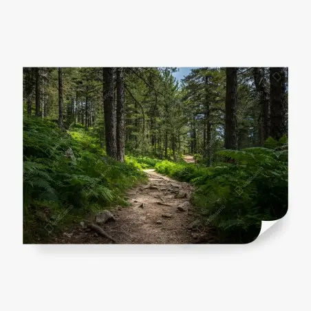 Fotomural sendero boscoso bañado de luz entre helechos – Pixers®