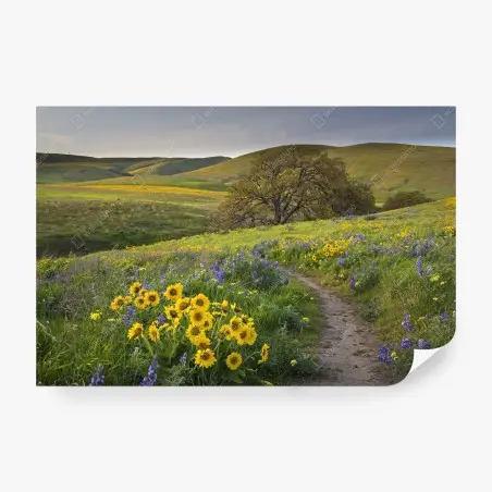 Fotomural sendero entre flores silvestres en pradera – Pixers®