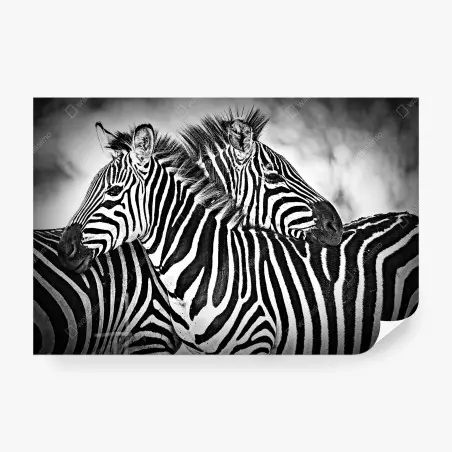 Fotomural abrazo de cebras en blanco y negro – Pixers®