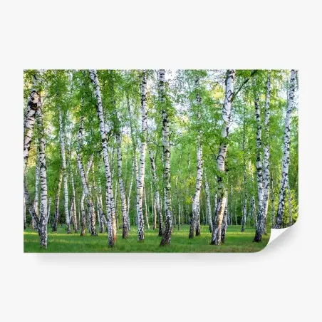 Fotomural arboleda de abedules en verano – Pixers®