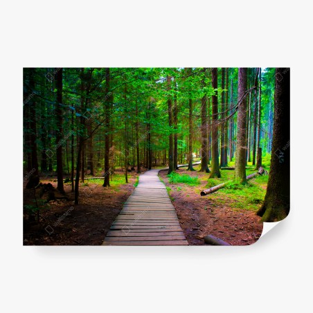 Fotomural sendero de madera en bosque verde – Pixers®