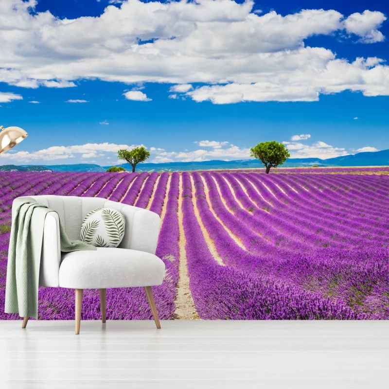 Fotomural campo de lavanda en Provenza al atardecer