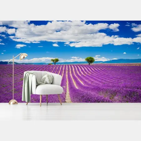 Fotomural campo de lavanda en Provenza al atardecer – Pixers®